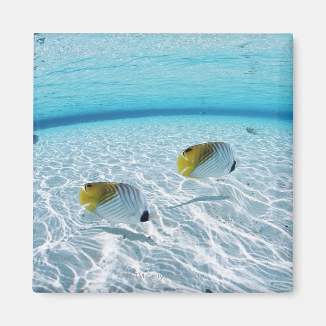 Íman Peixes no mar 2 (Frente)