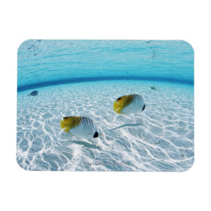 Íman Peixes no mar 2