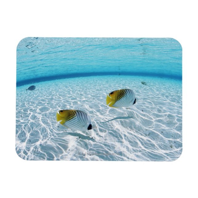 Íman Peixes no mar 2 (Horizontal)
