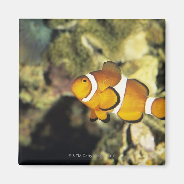 Íman Peixes-palhó (Anfipron ocellaris), (Frente)