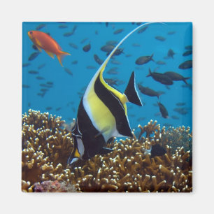 Íman Peixes Tropicais
