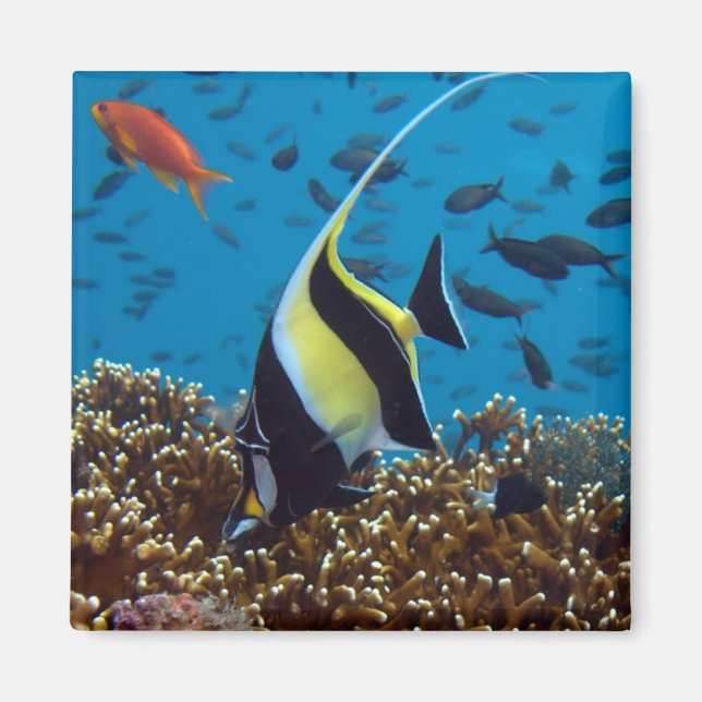 Íman Peixes Tropicais (Frente)