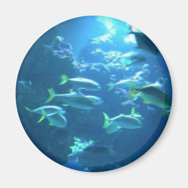 Íman Peixes Tropicais (Frente)