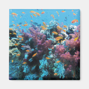 Íman Peixes Tropicais de Laranja e Coral Rosa