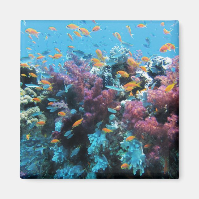 Íman Peixes Tropicais de Laranja e Coral Rosa (Frente)