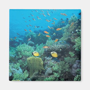 Íman Peixes tropicais nadando sobre recifes