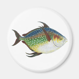 Íman Peixes Tropicais Opaques, Animais Aquáticos Marinh