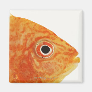 Íman Peixes vermelhos do diácono