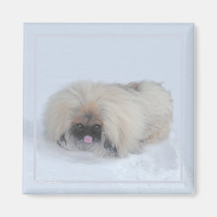 Íman Pekingese Magnet