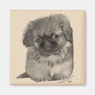 Íman Pekingese Puppy
