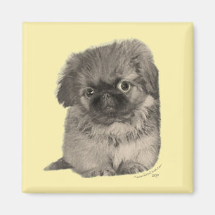 Íman Pekingese Puppy Amarelo