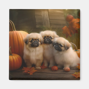 Íman Pekingese Puppy Autumn Delight Pumpkin
