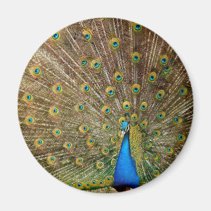Íman Pelas Caudas de Peacock