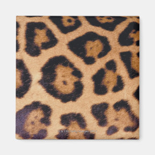 Íman Pele do leopardo