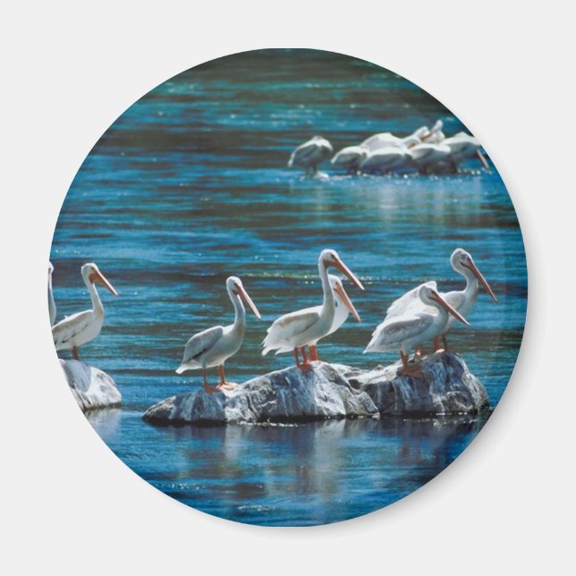 Íman Pelican (Frente)