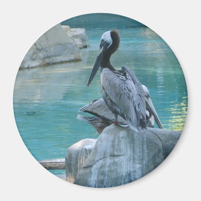 Íman Pelican (Frente)