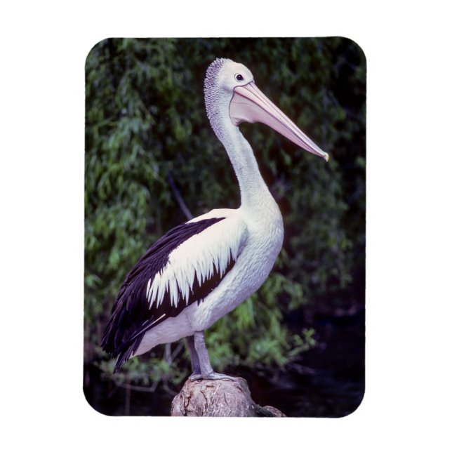 Íman Pelican em um galho, Tasmânia - Austrália (Vertical)