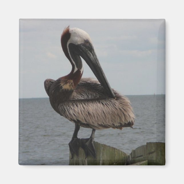 Íman Pelican Magnet (Frente)