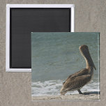 Íman Pelican no Beach Photo<br><div class="desc">Você gosta de pelicanos? Você gosta de ímãs do tema da praia? Este ímã tem uma fotografia de um pelicano marrom apreciando algum tempo em uma praia da Flórida perto do oceano.</div>