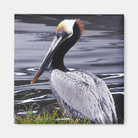 Pelican Poser