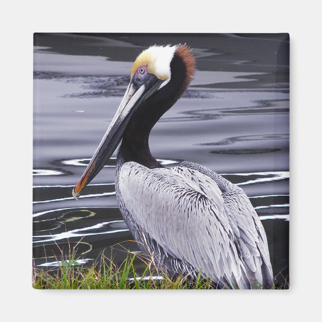 Íman Pelican Poser (Frente)