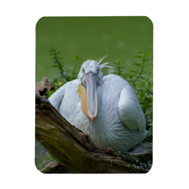 Íman Pelican Serenity A Captivating Gaze (Vertical)