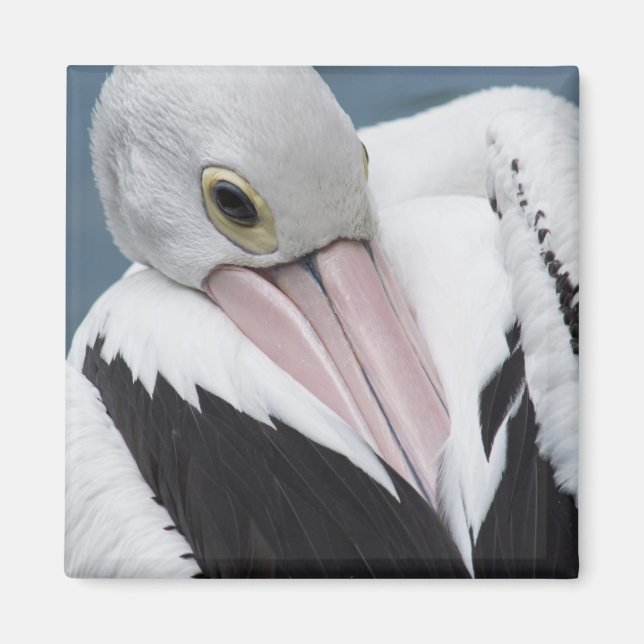Íman Pelicano australiano close up (Frente)
