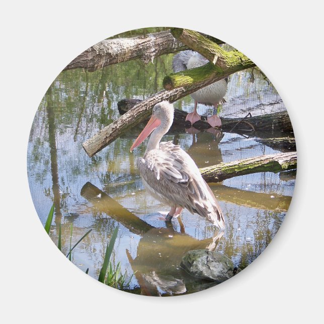 ÍMAN PELICANOS (Frente)