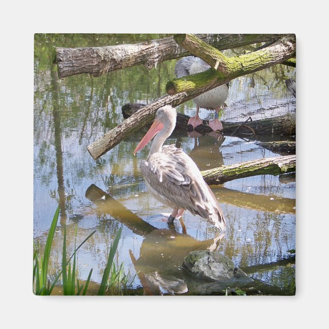 ÍMAN PELICANOS (Frente)