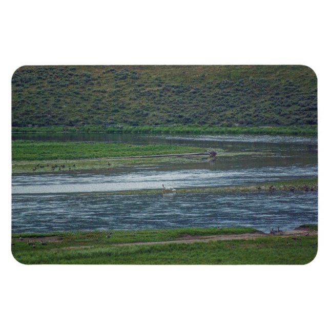 Íman Pelicanos se juntam aos gansos (Horizontal)