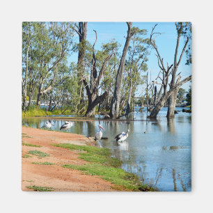 Íman Pelicanos Sunbaking River Murray, Magnet