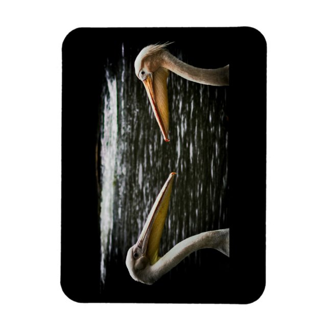 ÍMAN  PELICANS LOVERS MAGNET (Vertical)