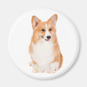 Íman Pembroke Welsh Corgi Magnet #2