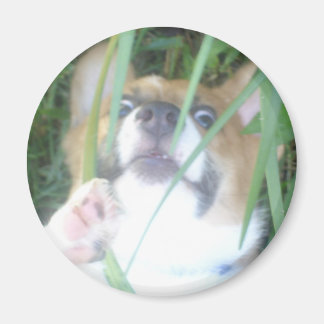 Íman Pembroke Welsh Corgi Puppy