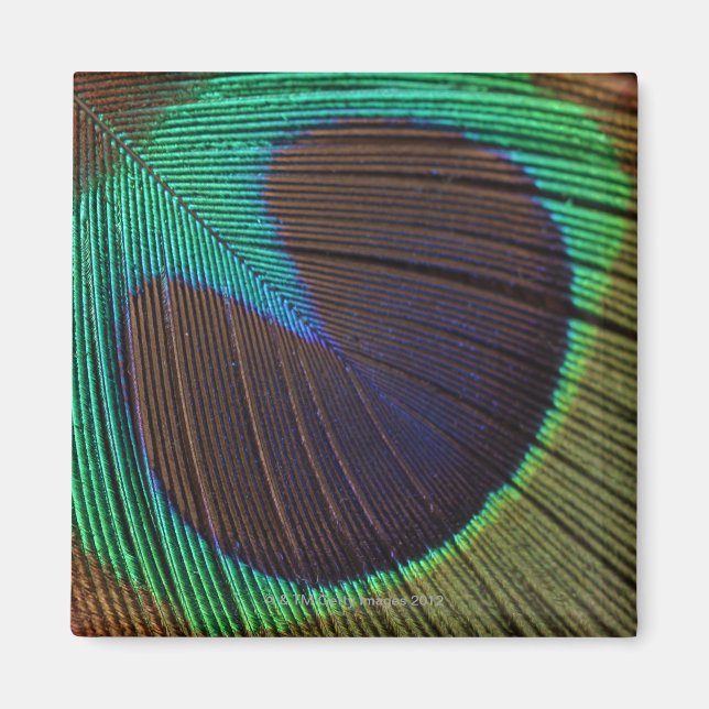Íman Pena de Peacock (Frente)