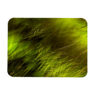 Íman Penas Amarelas