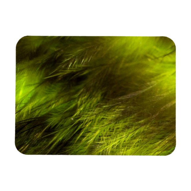 Íman Penas Amarelas (Horizontal)