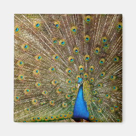 Íman Penas da Cauda Peacock