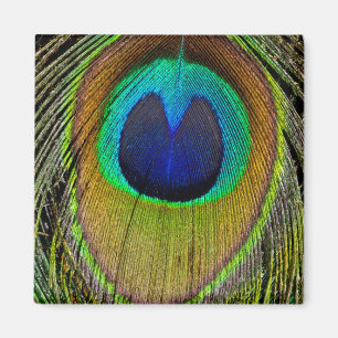 Íman Penas de cauda masculinas do pavão