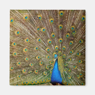 Íman Penas de granizo de Peacock