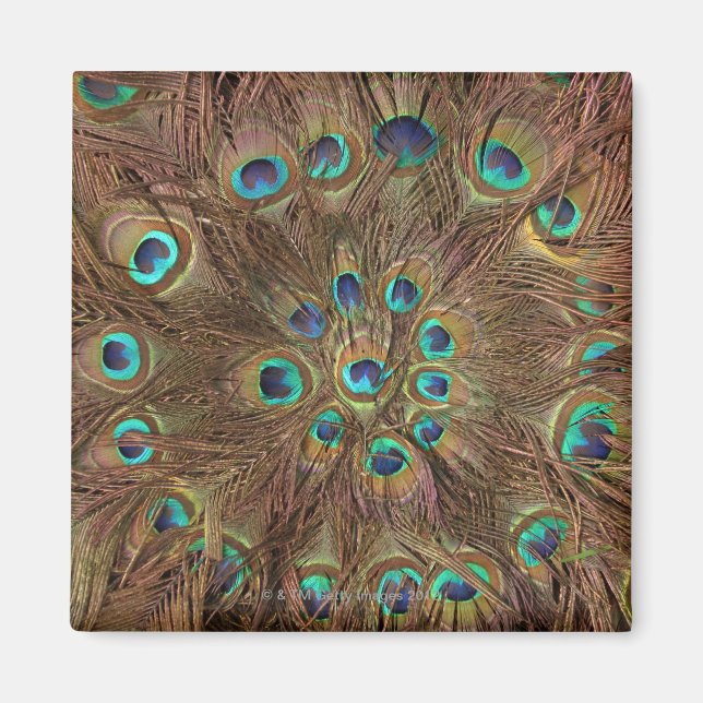 Íman Penas de pavão (Frente)