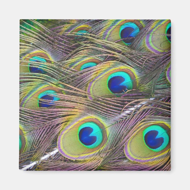 Íman Penas de Peacock (Frente)
