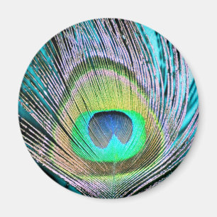 Íman Penas de Peacock em turquesa