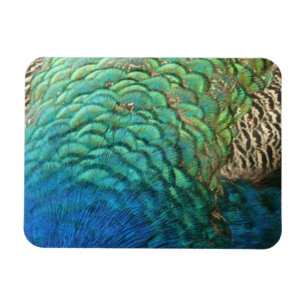 Íman Penas de Peacock I Abstrato