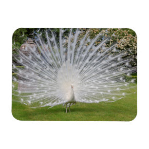 Íman Penas de Telas de Albino Peacock