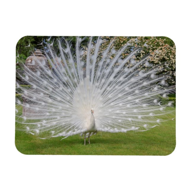 Íman Penas de Telas de Albino Peacock (Horizontal)