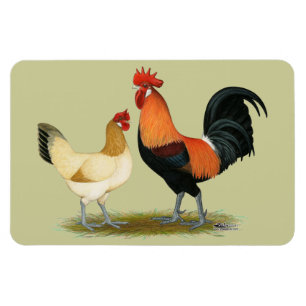 Íman Penedesenc a Chickens