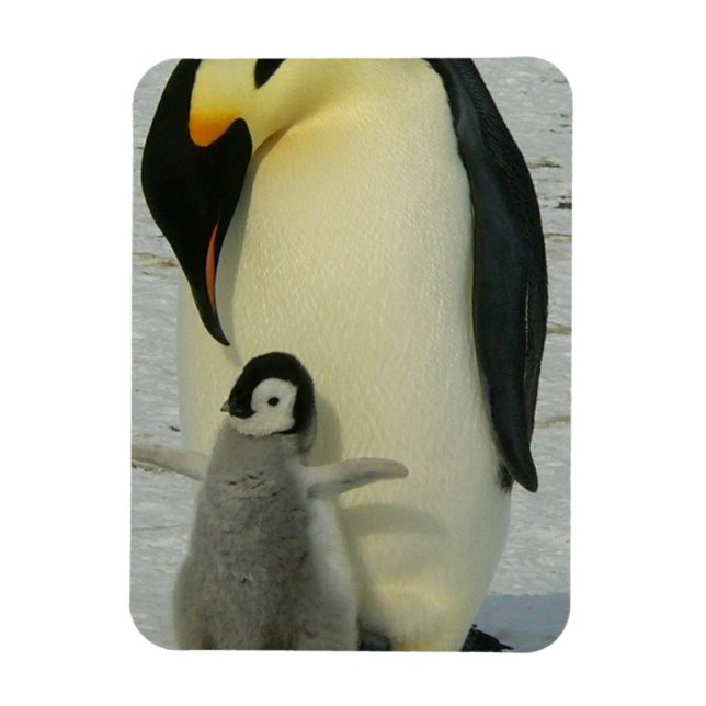 Íman Penguin Looking at Chick (Vertical)