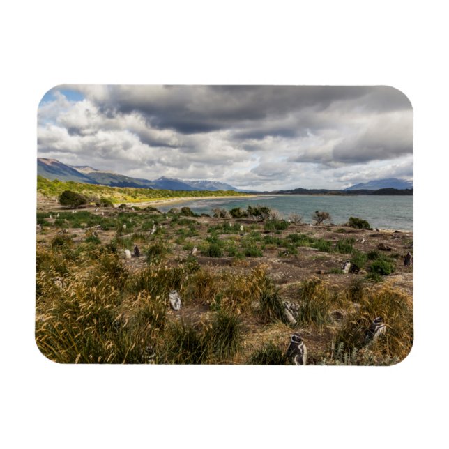 Íman Penguinera (Horizontal)