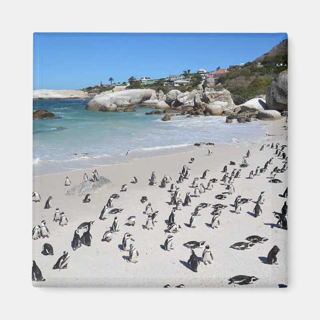 Íman Penguins Boulders Beach | África do Sul (Frente)